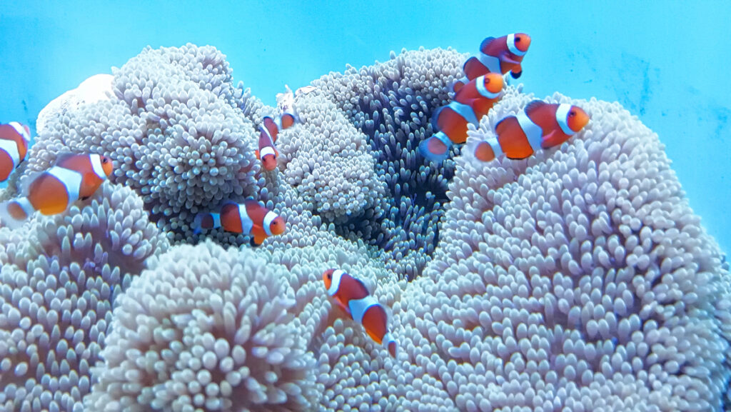 沖縄美ら海水族館 沖縄県