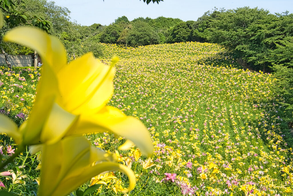 可睡ゆりの園 静岡県