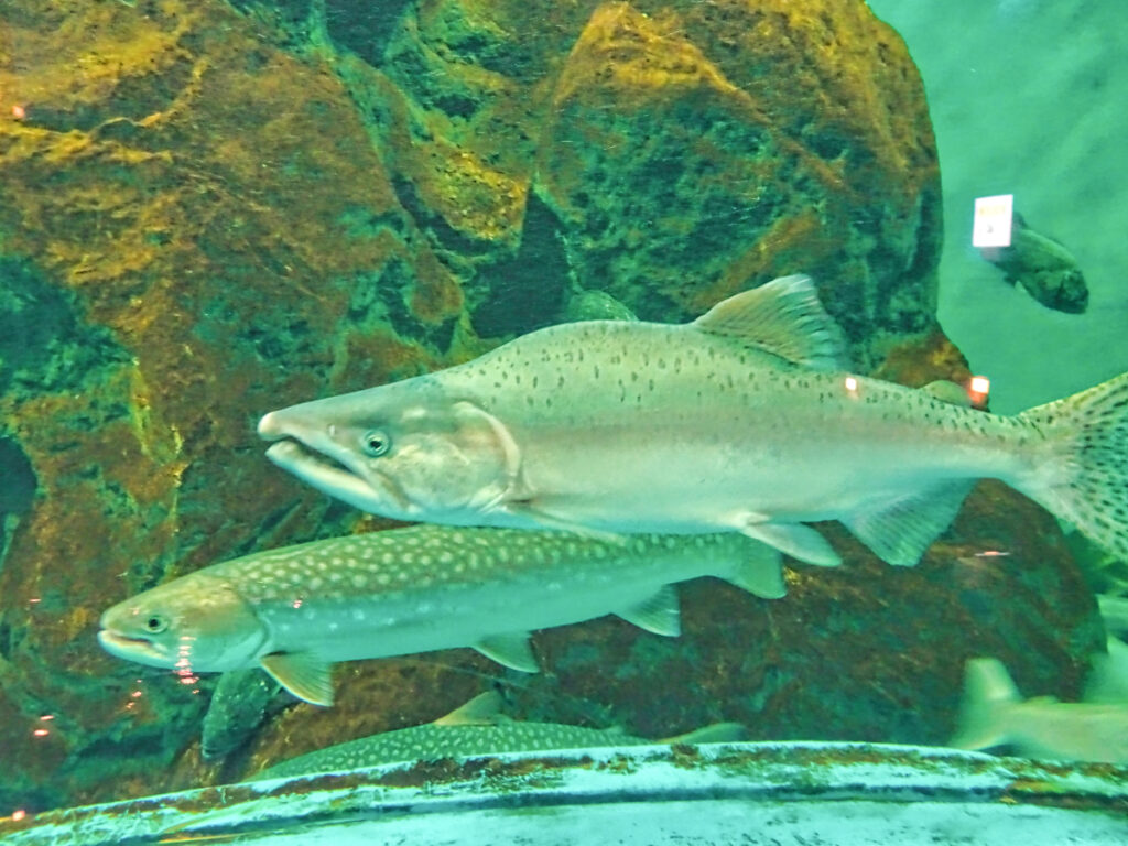 標津サーモン科学館 北海道