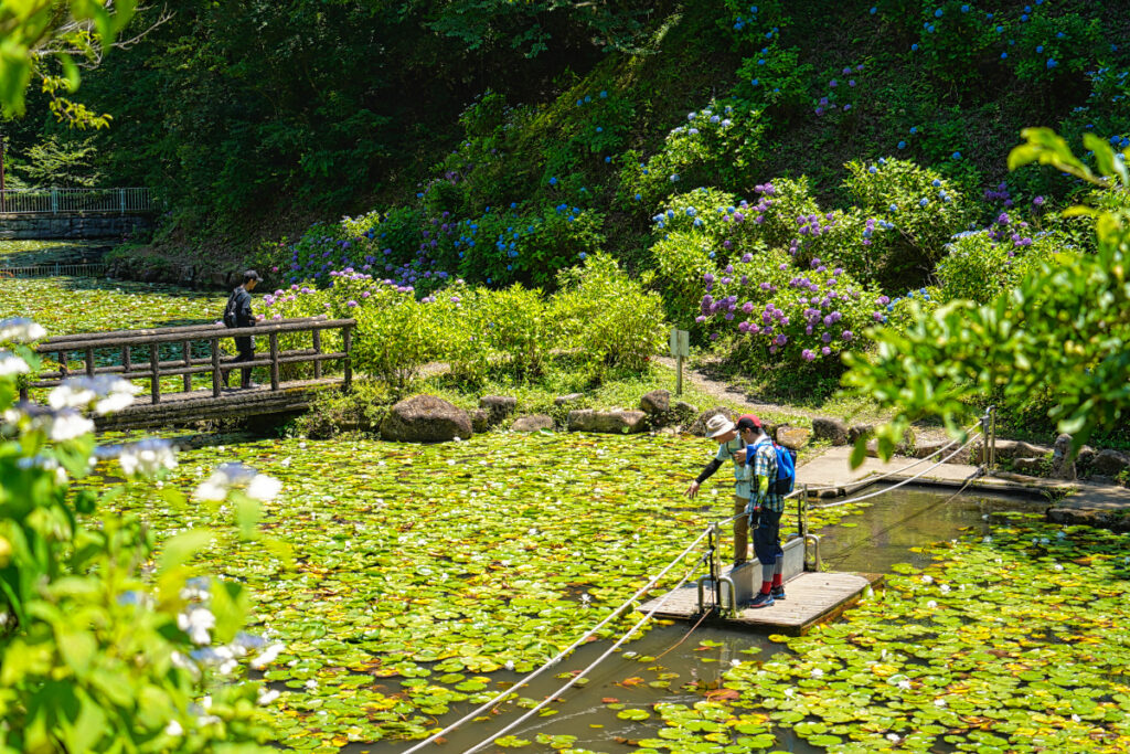 みのかも健康の森 あじさいの池 岐阜県