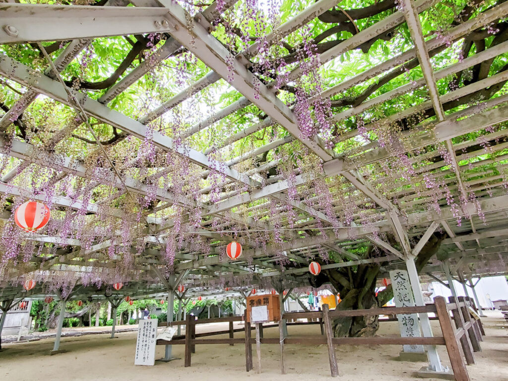 大中臣神社 福童の将軍藤 福岡県