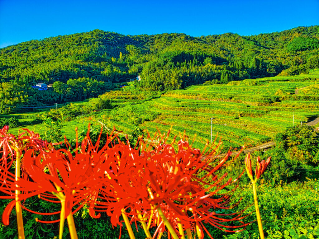 内成棚田 大分県