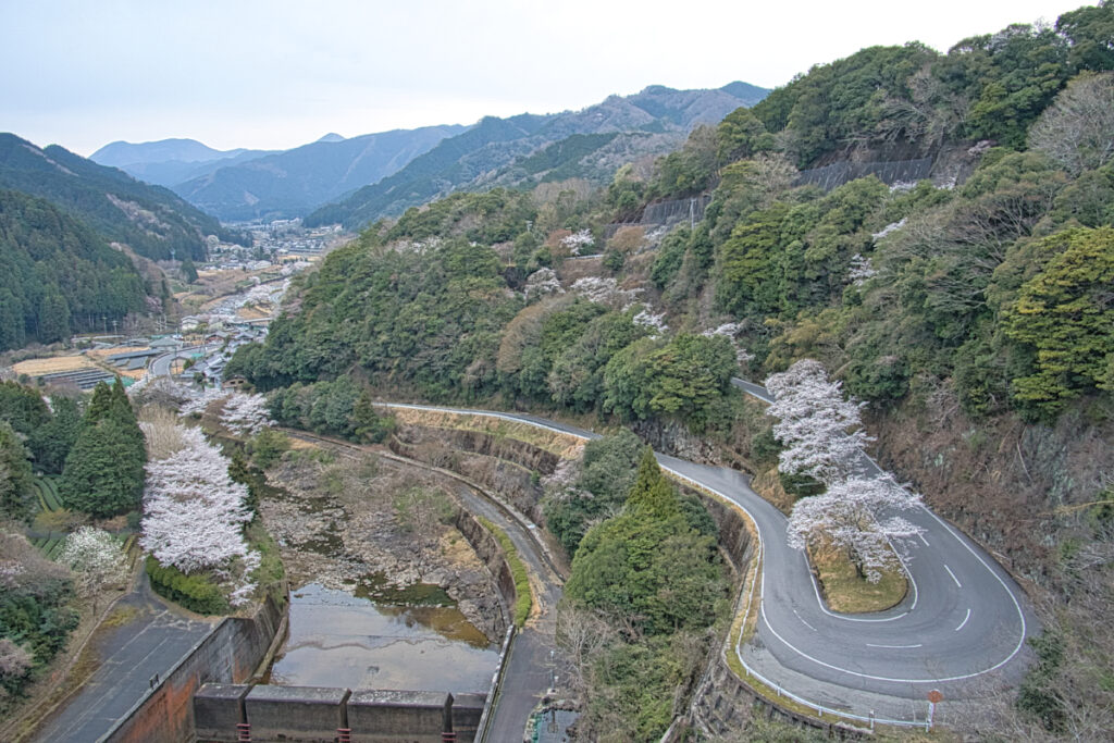 君ヶ野ダム ヘアピンカーブの3本桜 三重県