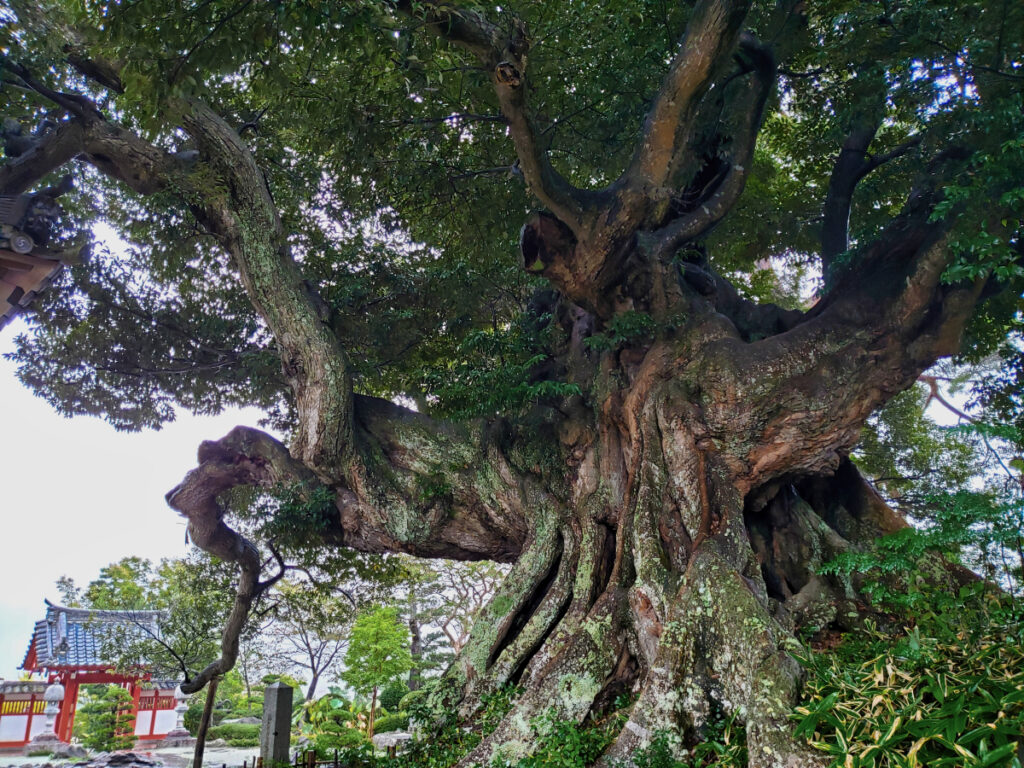 称名寺のシイノキ