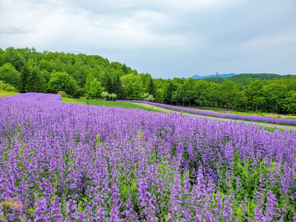 国営滝野すずらん丘陵公園 北海道