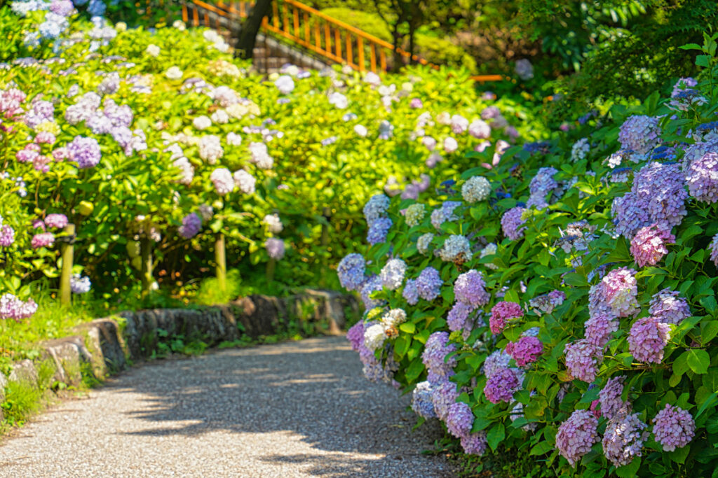 茶屋ヶ坂公園 あじさい園 愛知県