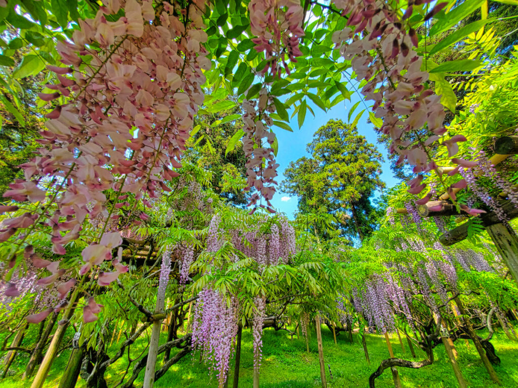 萬葉植物園 奈良県