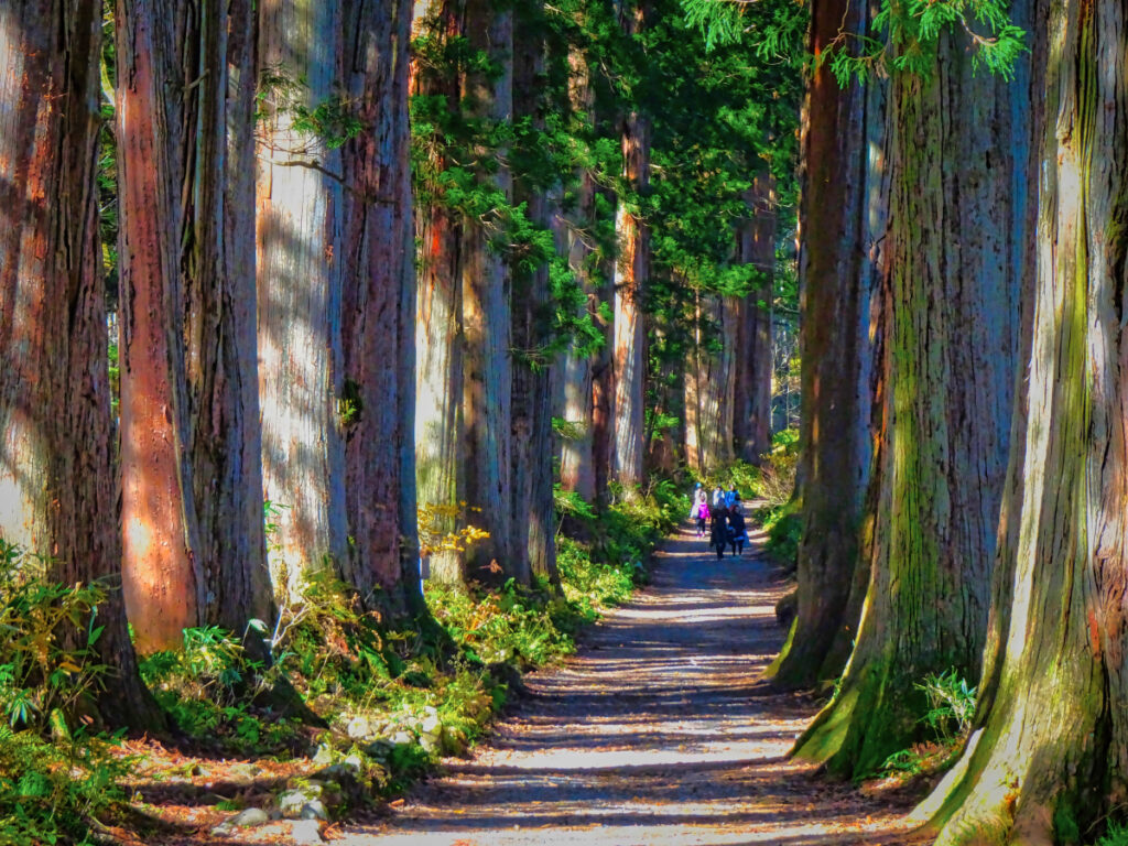 戸隠神社 奥社杉並木