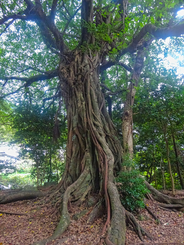 松尾アコウ 高知県