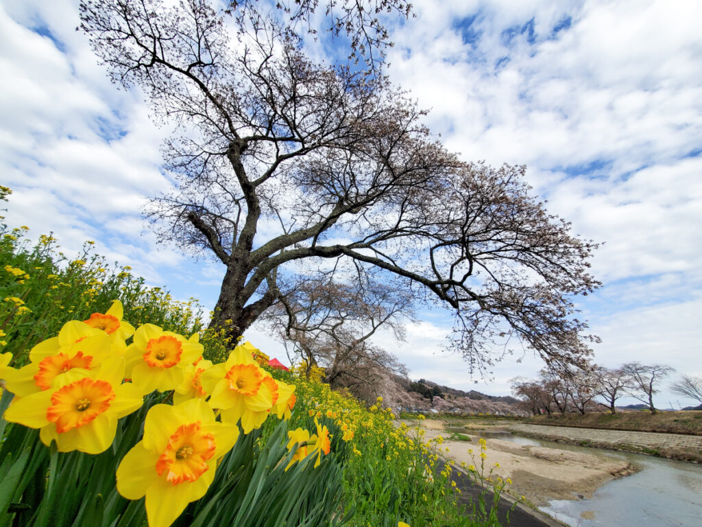 夏井千本桜 福島県