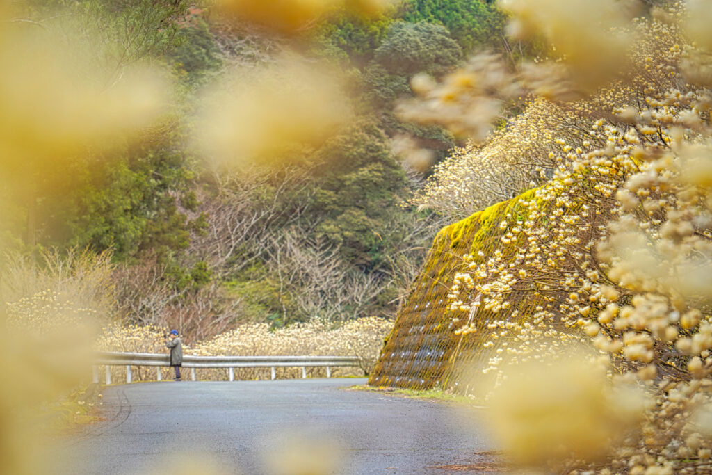 ミツマタ群生地（新城市） 愛知県