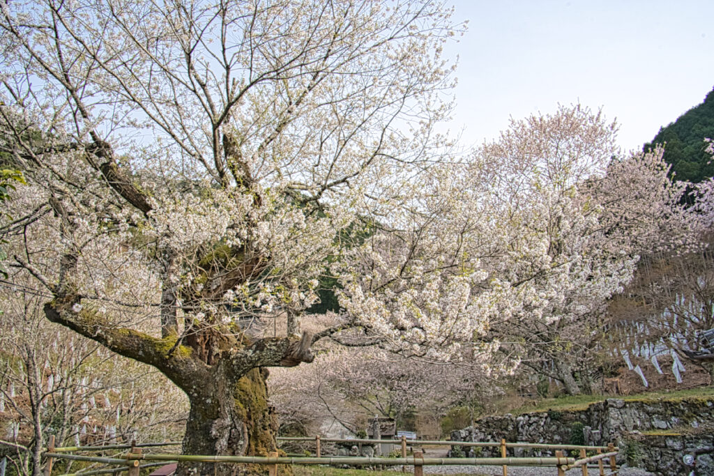 冨有山 春谷寺 エドヒガン桜 三重県