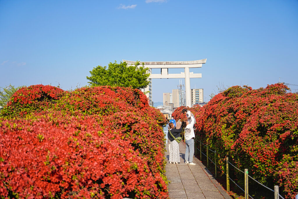 長岡天満宮のつつじ 京都府