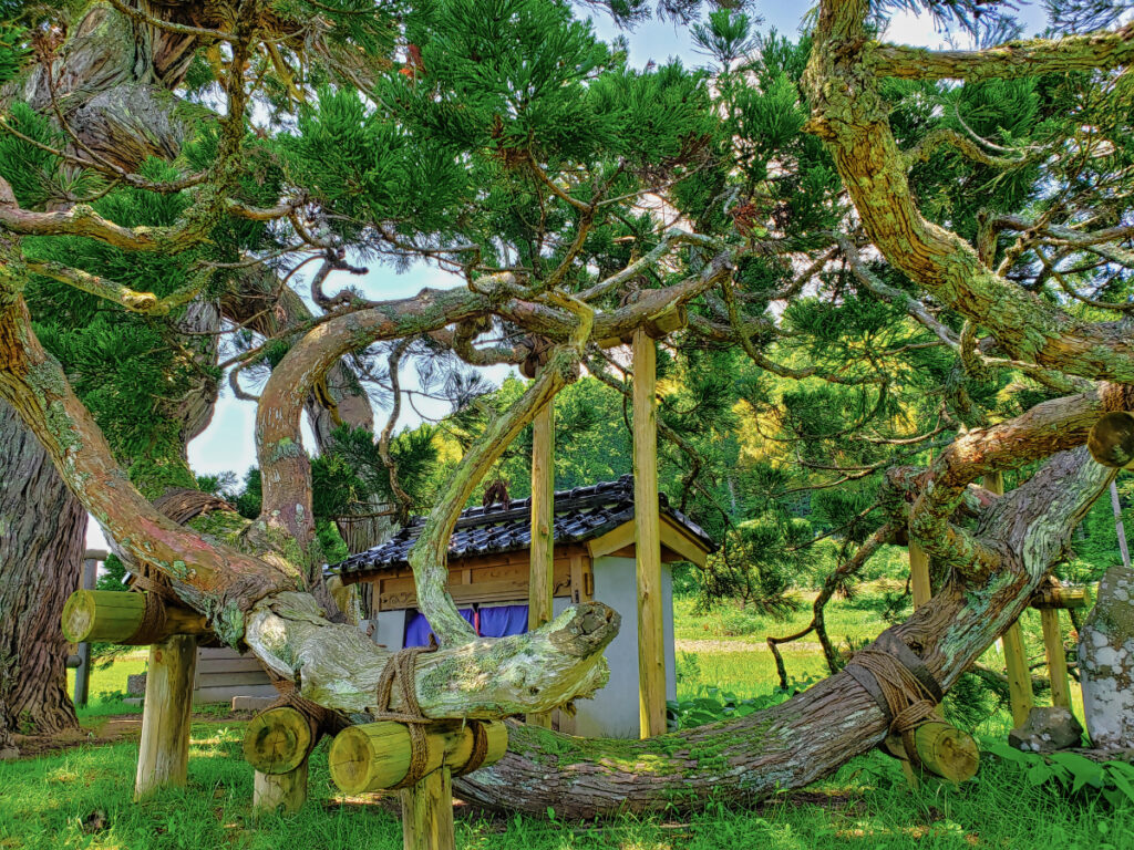 高照寺の倒さ杉