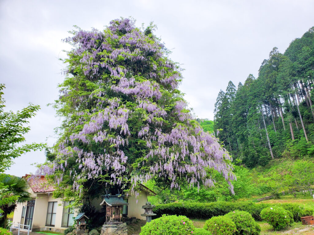 旦荒神の藤 岡山県