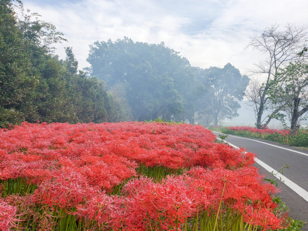 真庭市川東公園 彼岸花 岡山県