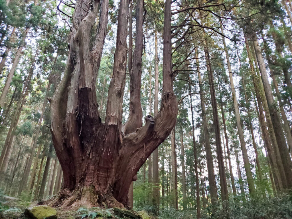 祇園の大ヒノキ 宮崎県