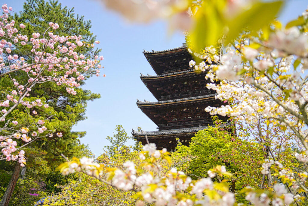 仁和寺 御室桜 京都府