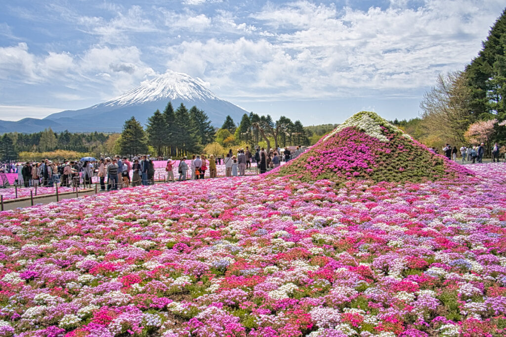 富士芝桜まつり・本栖湖リゾート 山梨県