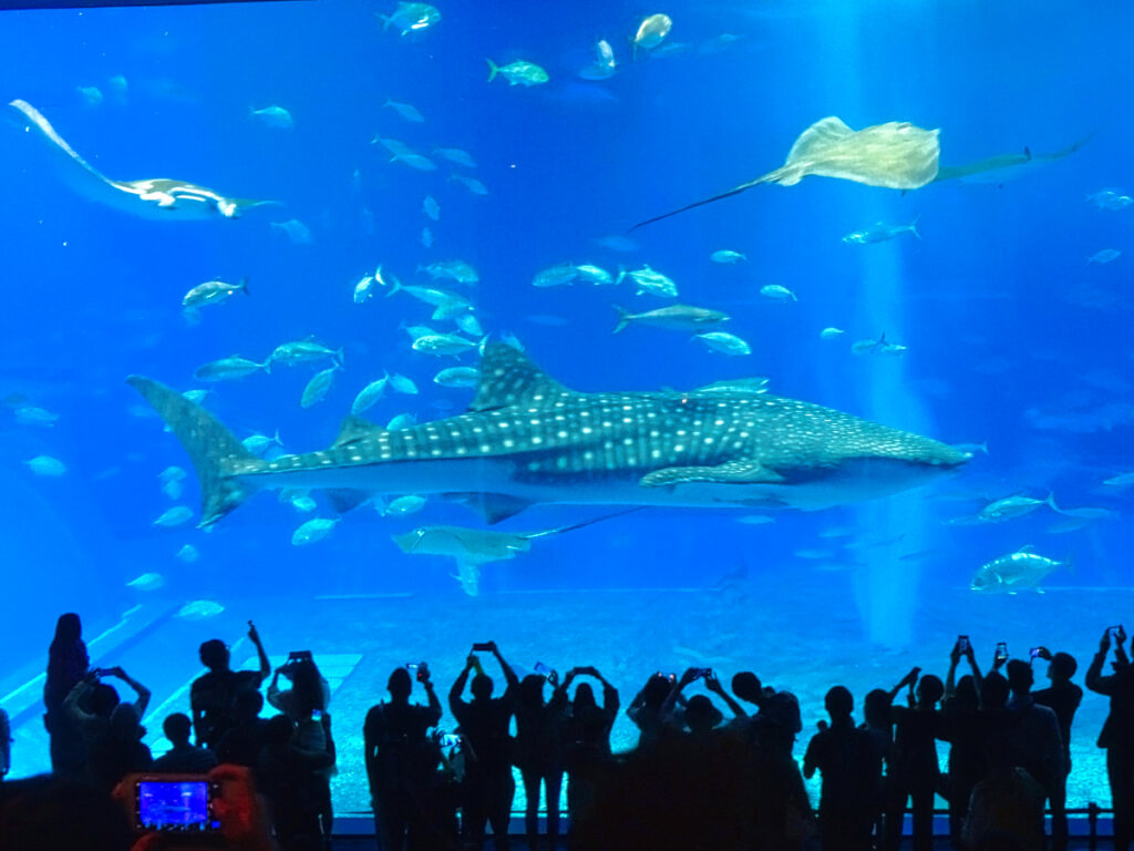 沖縄美ら海水族館 沖縄県