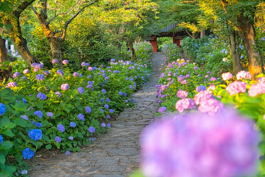瑞雲山 本光寺 あじさいの参道 愛知県