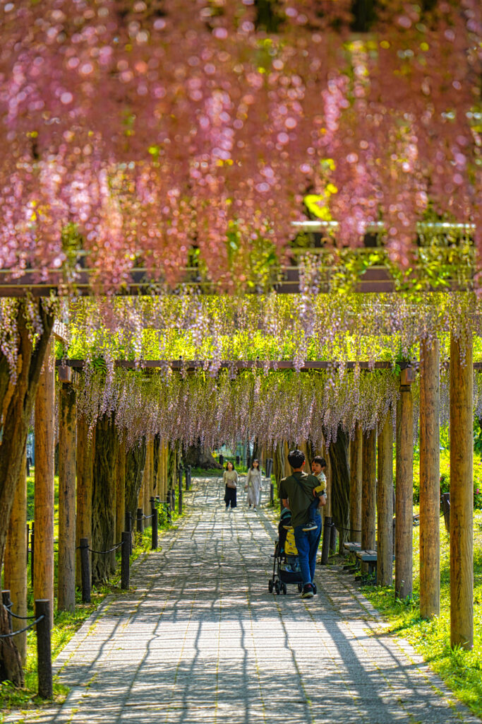 名城公園 藤の回廊 愛知県