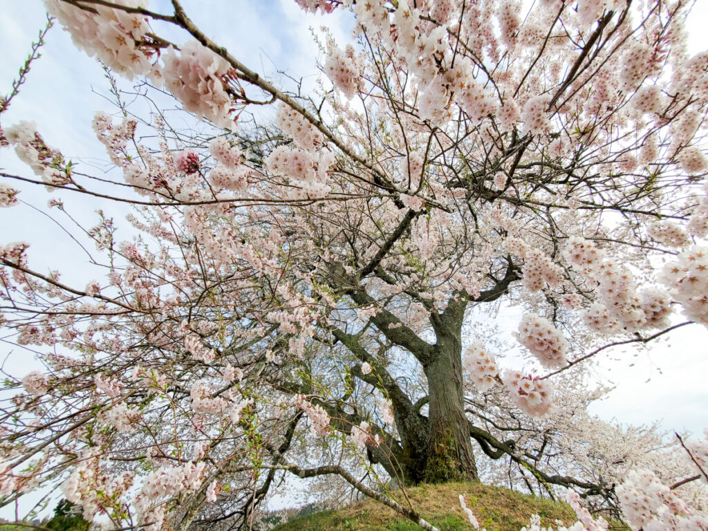 平堂壇の桜 福島県