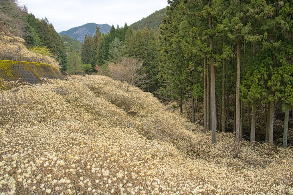 ミツマタ群生地（新城市） 愛知県