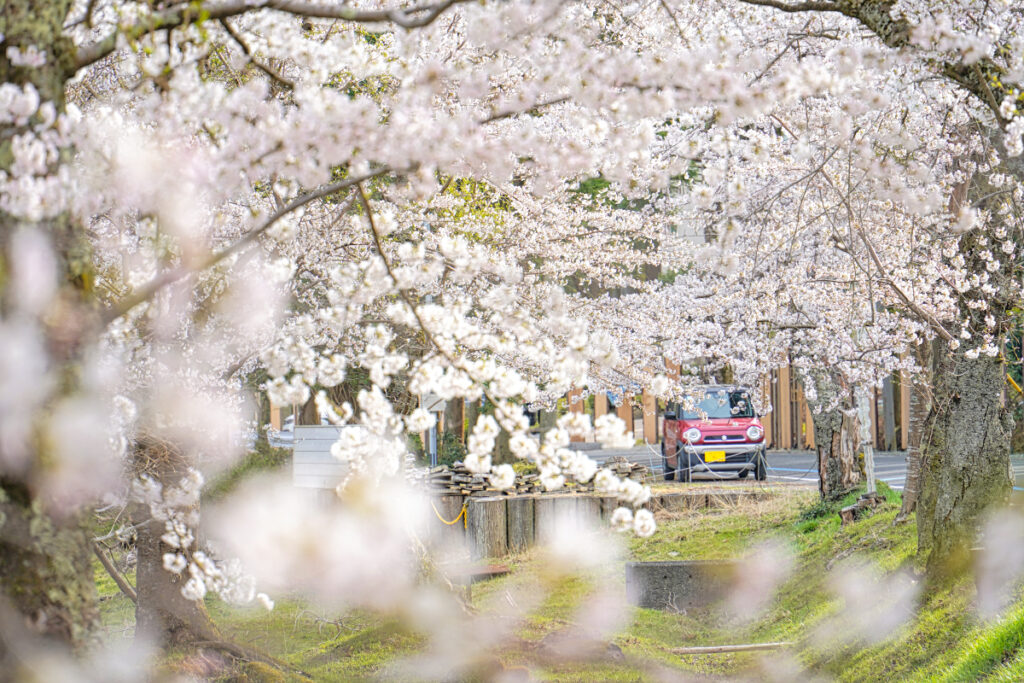 海津大崎の桜 滋賀県