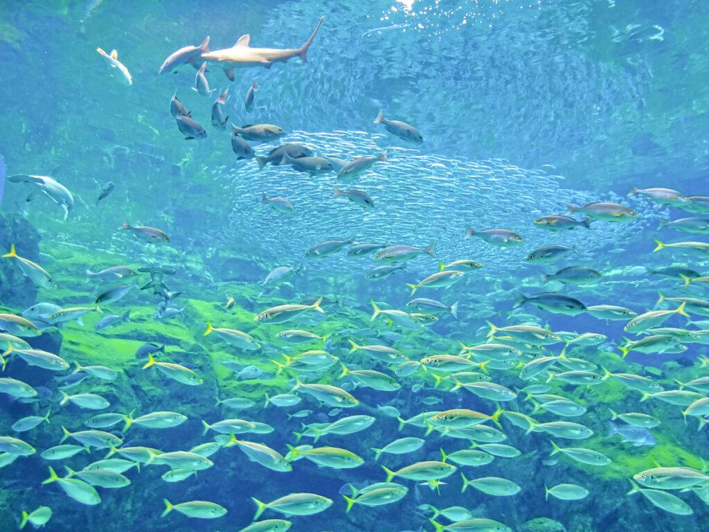 九十九島水族館「海きらら」 長崎県