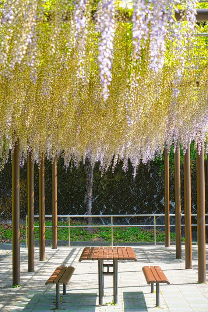 蓮華寺池公園 フジの庭園 静岡県