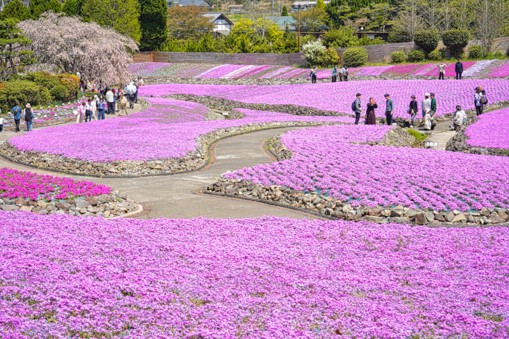 花のじゅうたん 兵庫県