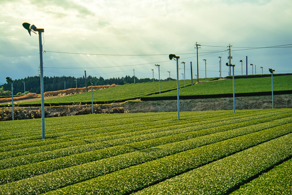 茶畑(十三塚史跡公園) 鹿児島県