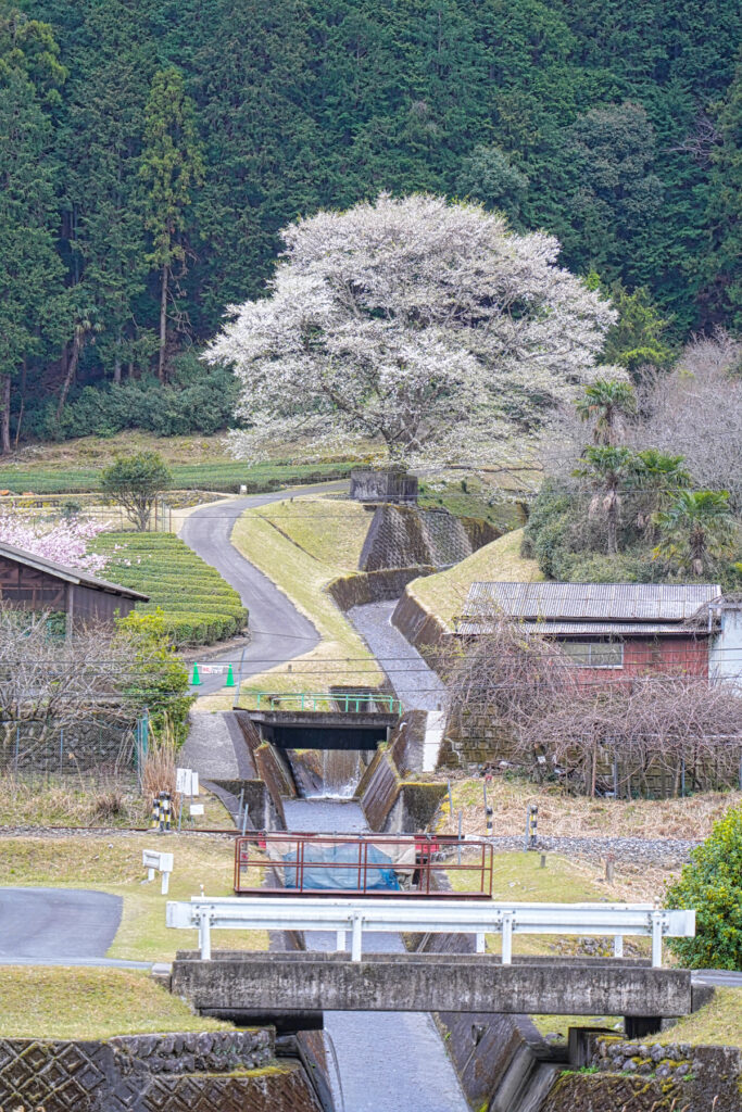 竹原の淡墨桜 三重県