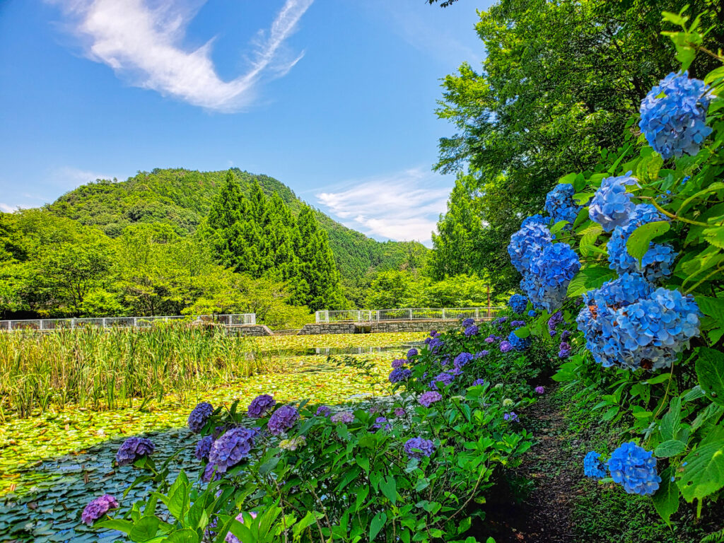 みのかも健康の森 あじさいの池 岐阜県