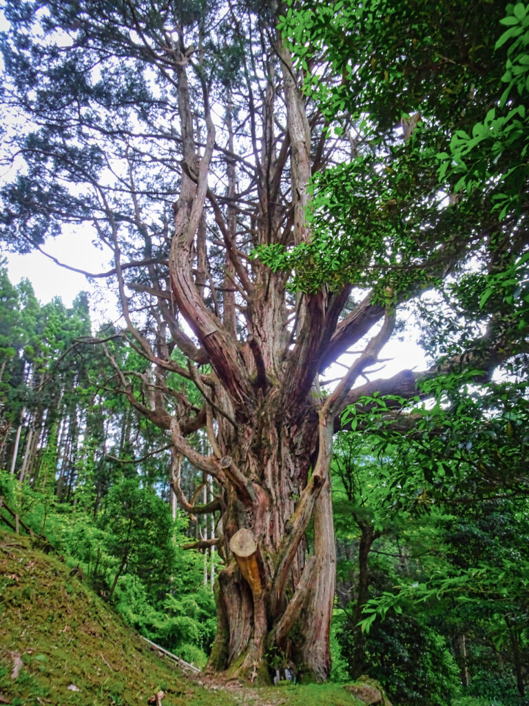 大久保の大ヒノキ 宮崎県
