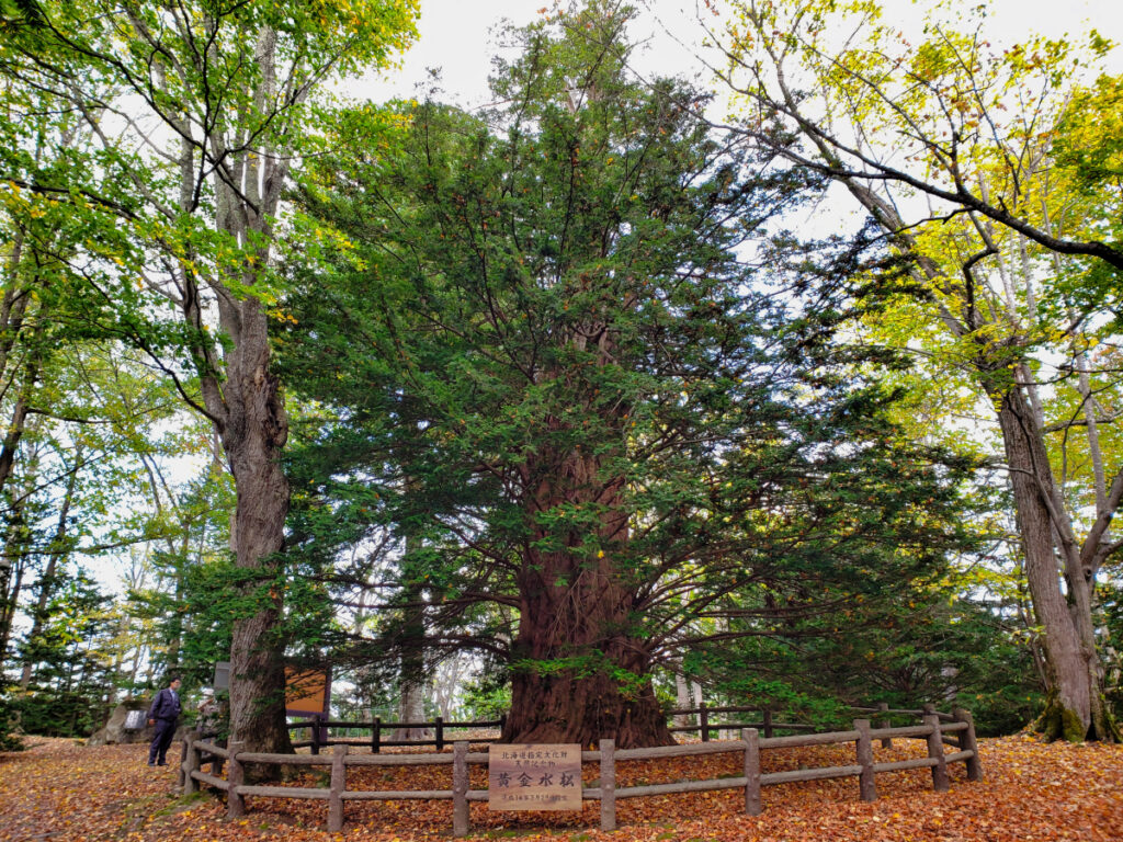 黄金水松公園 北海道