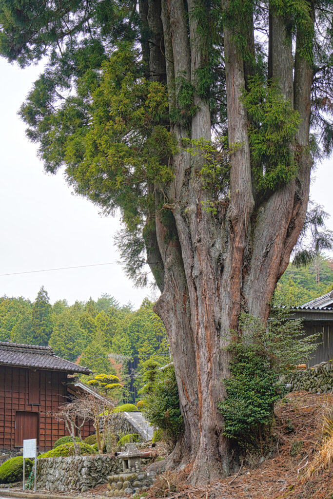 吉沢のスギ (田高杉) 愛知県