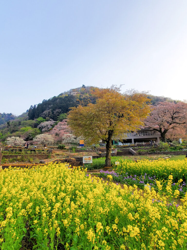 津久井湖白山公園 神奈川県