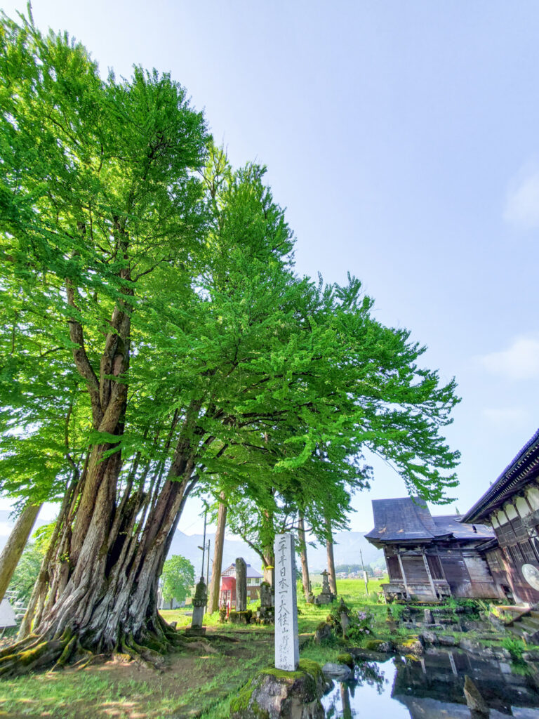 薬照寺の大カツラ 新潟県