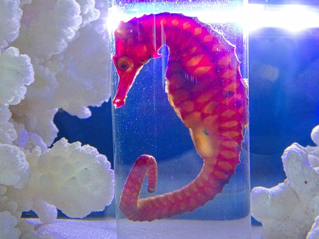 タツノオトシゴハウス 鹿児島県