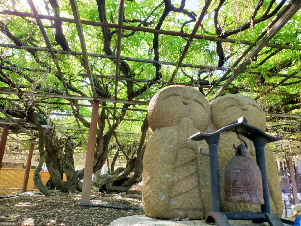 太巌寺 長尺の藤 三重県