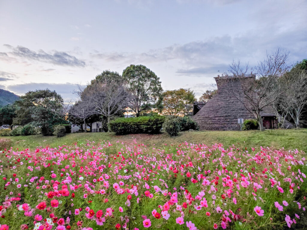 沖田遺跡公園コスモス畑 兵庫県