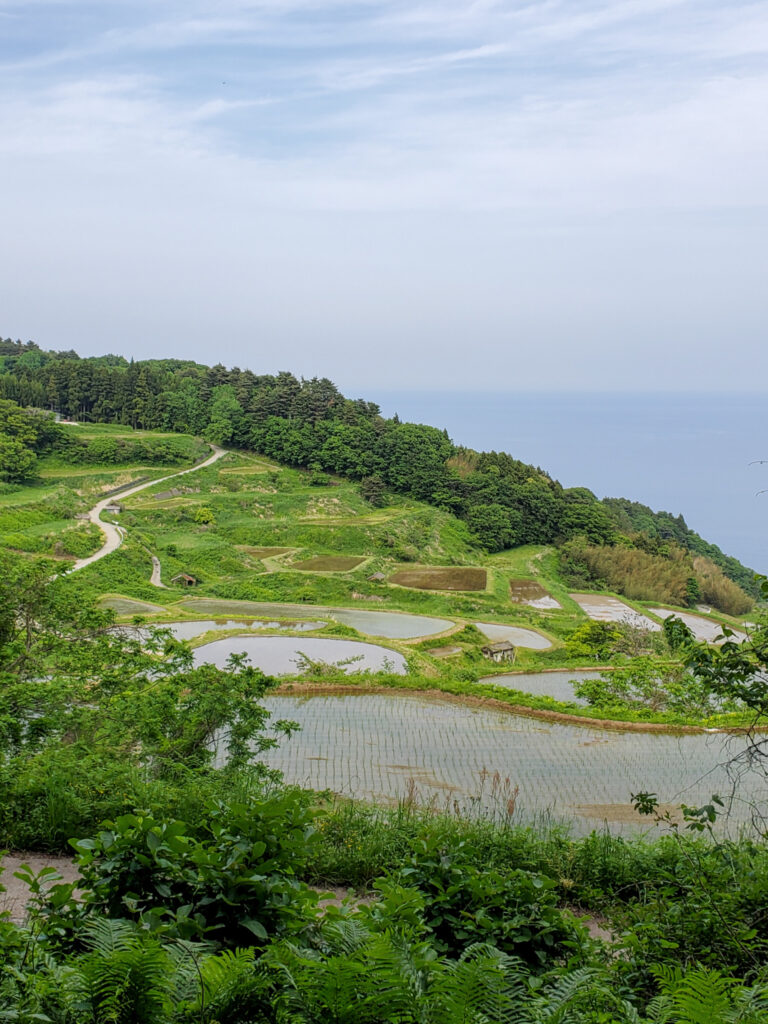 片野尾棚田 新潟県