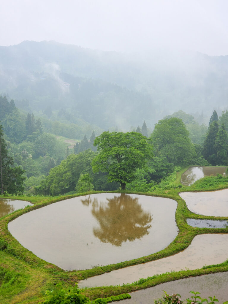 儀明の棚田 新潟県