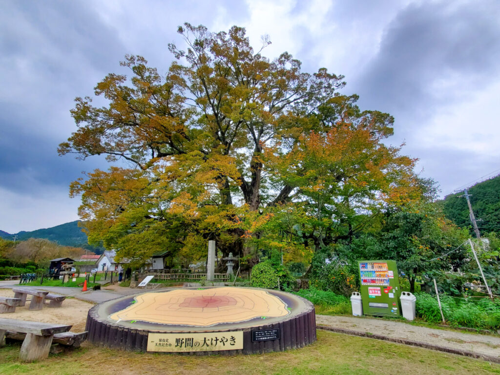 野間の大ケヤキ 大阪府