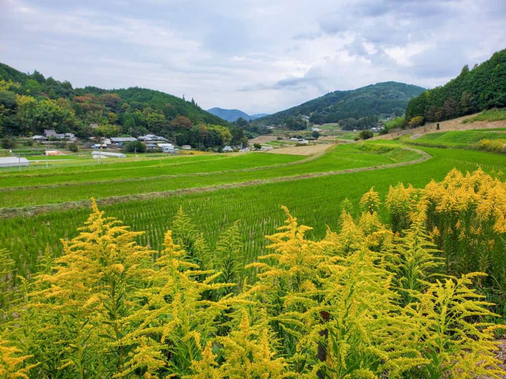 長谷の棚田 大阪府