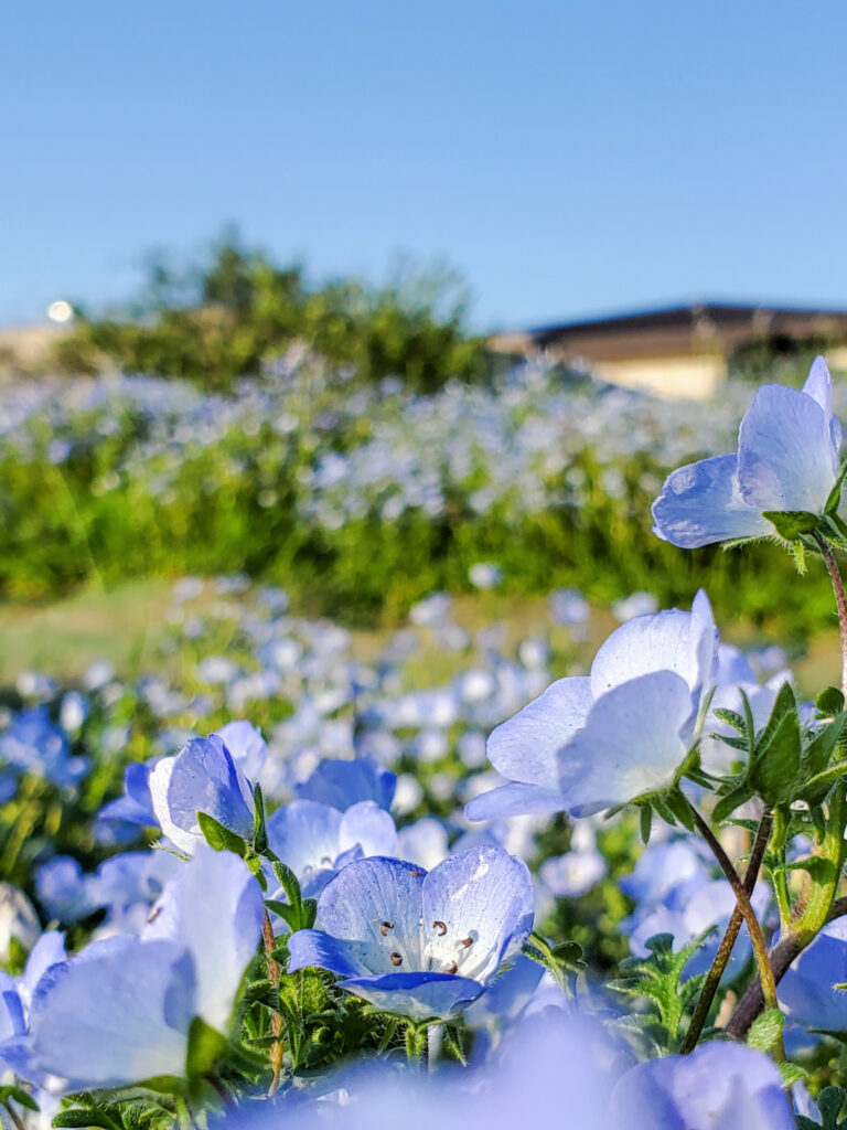 三ツ又池公園 愛知県