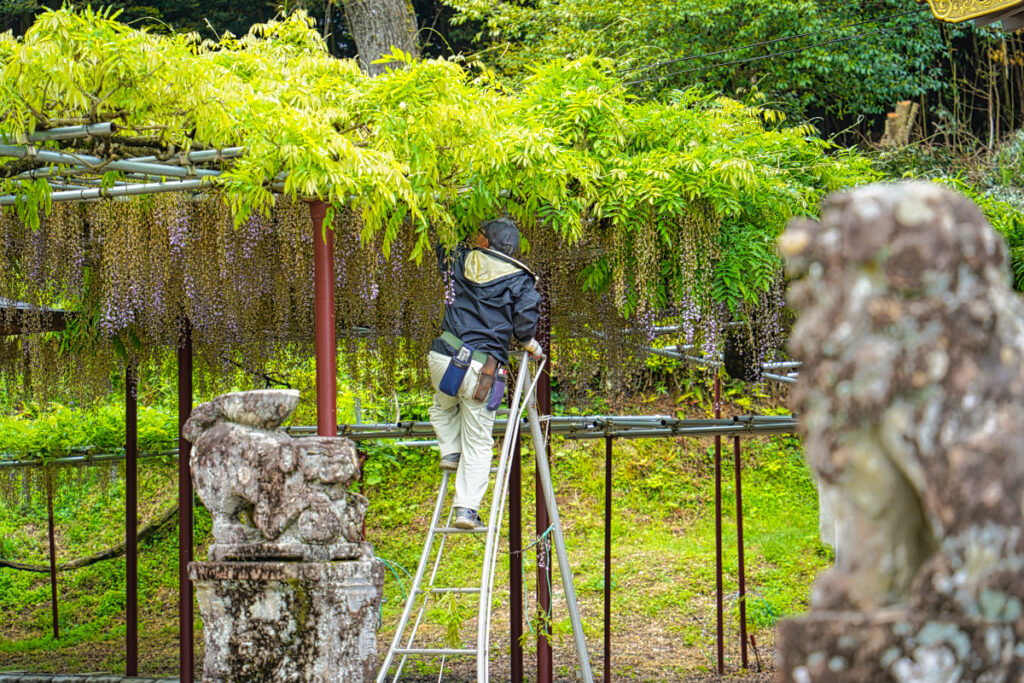 西八幡宮のフジ 山口県