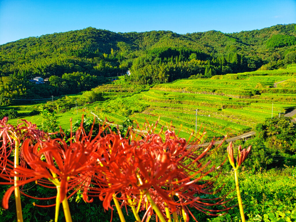 内成棚田 大分県
